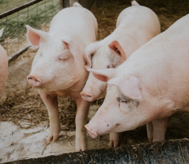 Breeding pig exports slaughtered by China tariffs