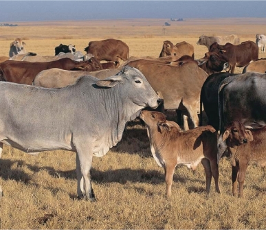 Africa’s farmers to benefit from global push for low-methane, resilient livestock