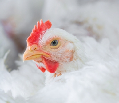 Animal products improve child nutrition in Africa