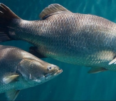 Strategies for managing major diseases in Asian seabass aquaculture
