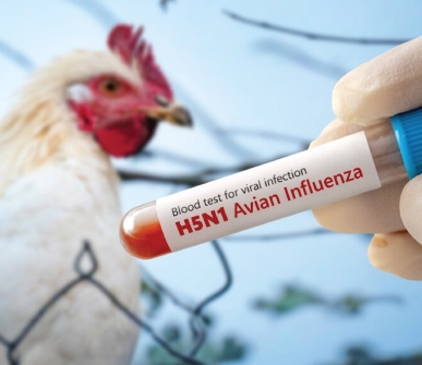Avian flu risk to poultry raised in Great Britain