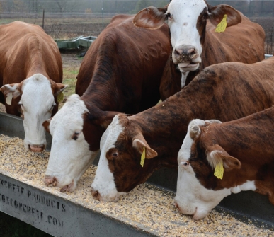 Beef prices hit record highs amid tight cattle supplies in America