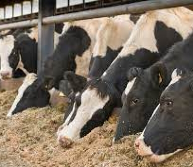 Vaccinating cattle for H5N1 protects poultry, other animals