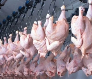 Brazil’s chicken exports rebound as key importers ease bird flu restrictions