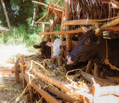Can we feed livestock better for a more sustainable future?