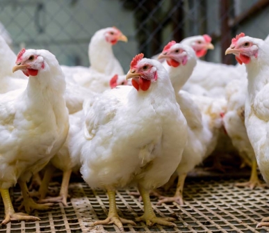 Study launched to improve welfare in handling of poultry in Britain