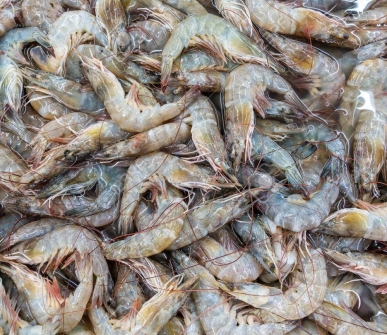 Global shrimp industry navigating sustainability, innovation and shifting trade dynamics