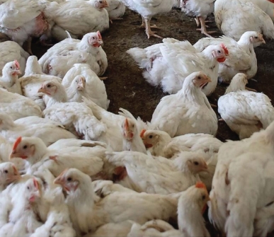 Israeli Poultry Farmers Oppose Frozen Chicken Import Plan