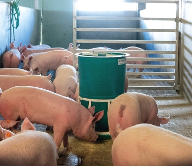 New African swine fever vaccine shows promise against some virus strains, but highlights challenges of broad protection