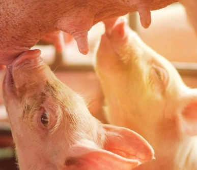 New study confirms endemic pig tapeworm risk in northern Uganda