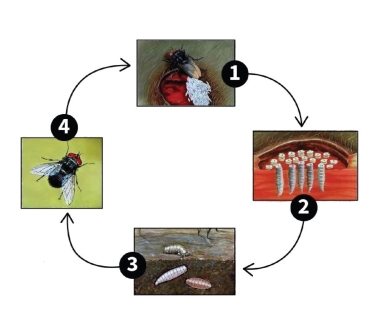 New World screwworm continues to spread: WOAH calls for strong collaboration across livestock sectors and borders 