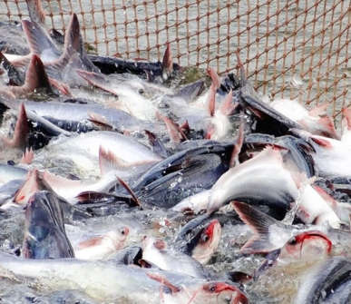 Bacterial infections and ectoparasites leading causes of mortalities