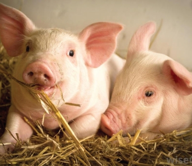 Pig industry responds to antibiotics use criticism