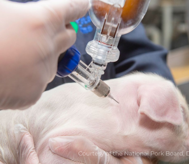 Malaysia reports return of African swine fever to western state