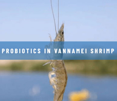 The role of probiotics in vannamei shrimp aquaculture performance – A review