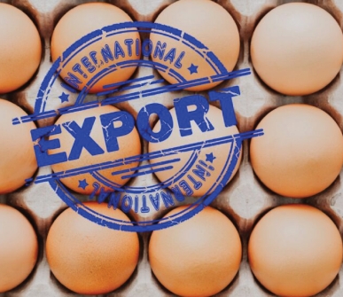 Russia expands egg exports in a bid to mitigate oversupply crisis