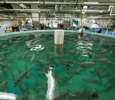 No bones, no scales, no problem: The first lab-grown salmon sold in the U.S.