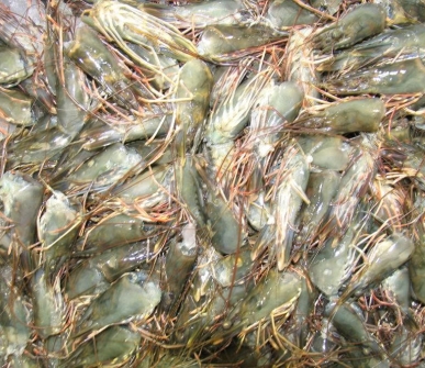 Review highlights chitinase in aquafeeds to improve the use of insect-based protein sources