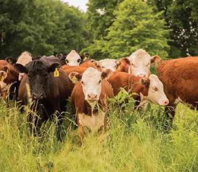 Statement on recent lumpy skin disease outbreaks in Europe