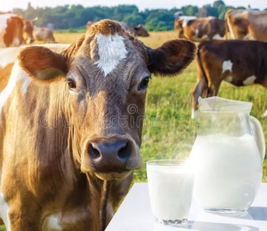 The rise of organic milk in the US: Market trends and forecasts