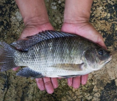 WorldFish launches USD 10 million genetically improved tilapia project in Kenya