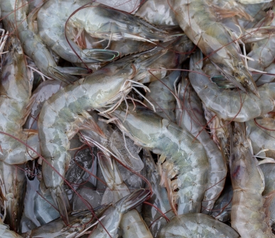 Effect of Chinese ginseng water extract on immune responses and digestive enzymes in Pacific white shrimp